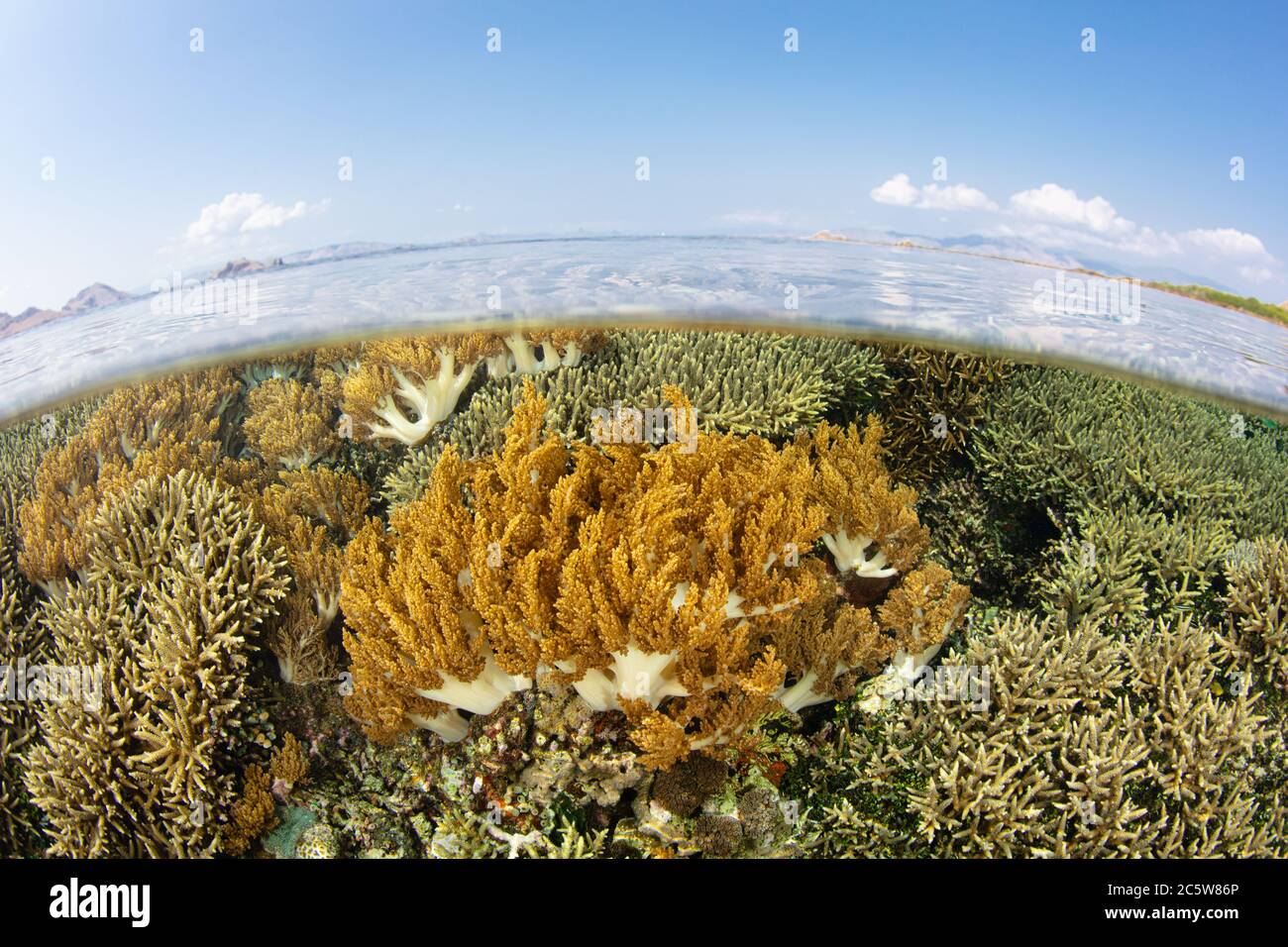 Les coraux mous et durs poussent juste sous la surface dans le parc national de Komodo, en Indonésie. Cette région tropicale est connue pour sa biodiversité marine étonnante. Banque D'Images
