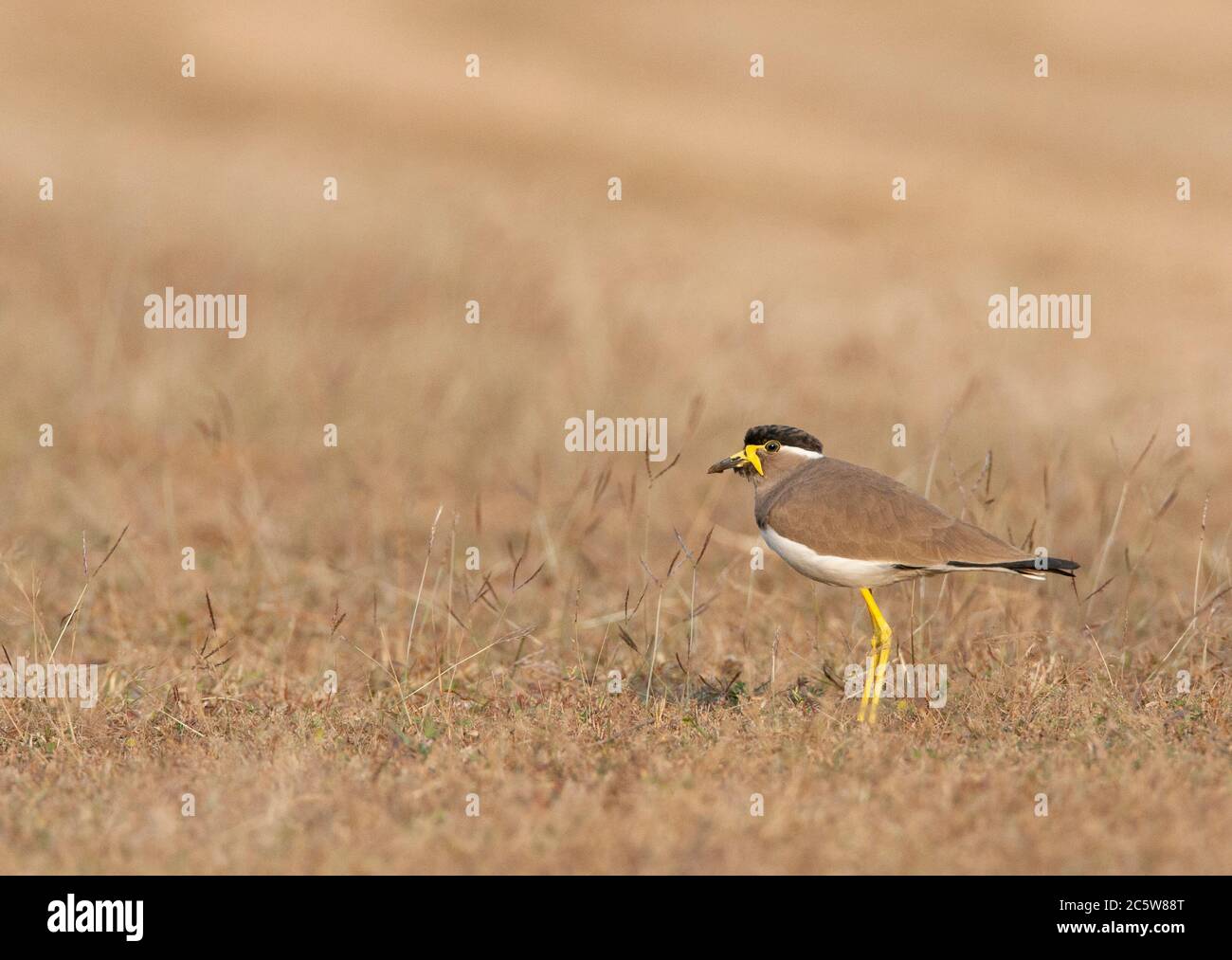 Laponine à puissance jaune (Vanellus malabaricus) adulte debout dans un champ avec de l'herbe sèche. Vue de côté. Banque D'Images