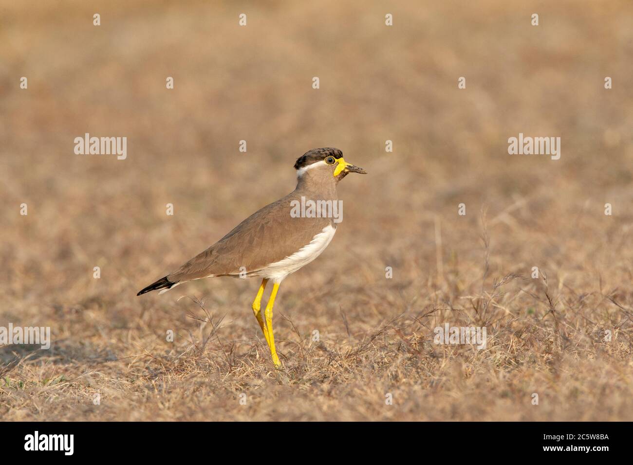 Laponine à puissance jaune (Vanellus malabaricus) adulte debout sur un sol aride. Banque D'Images
