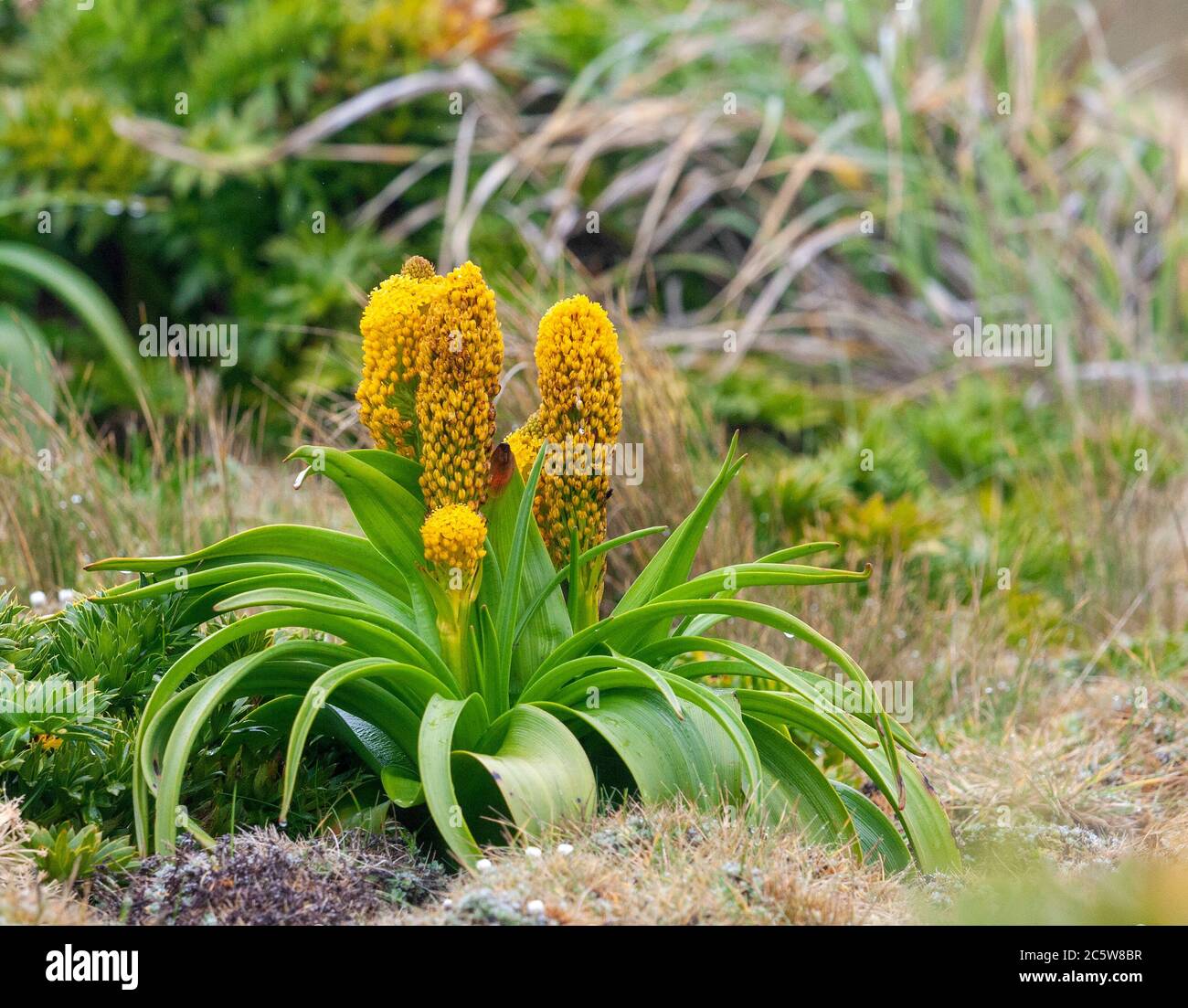 Ross Lily (Bulbinella rossii) grandit sur l'île Enderby, une partie des îles d'Auckland, en Nouvelle-Zélande. C'est l'une des mégaherbes subantarctiques. Banque D'Images