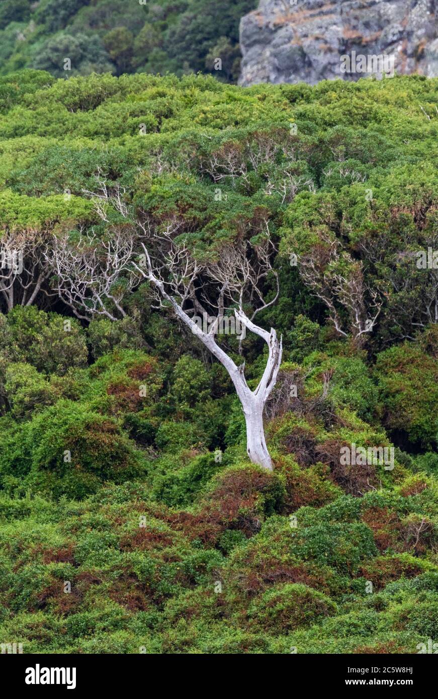 Arbre isolé qui dépasse la pente forestière de l'île du Sud-est, des îles Chatham, en Nouvelle-Zélande. Banque D'Images