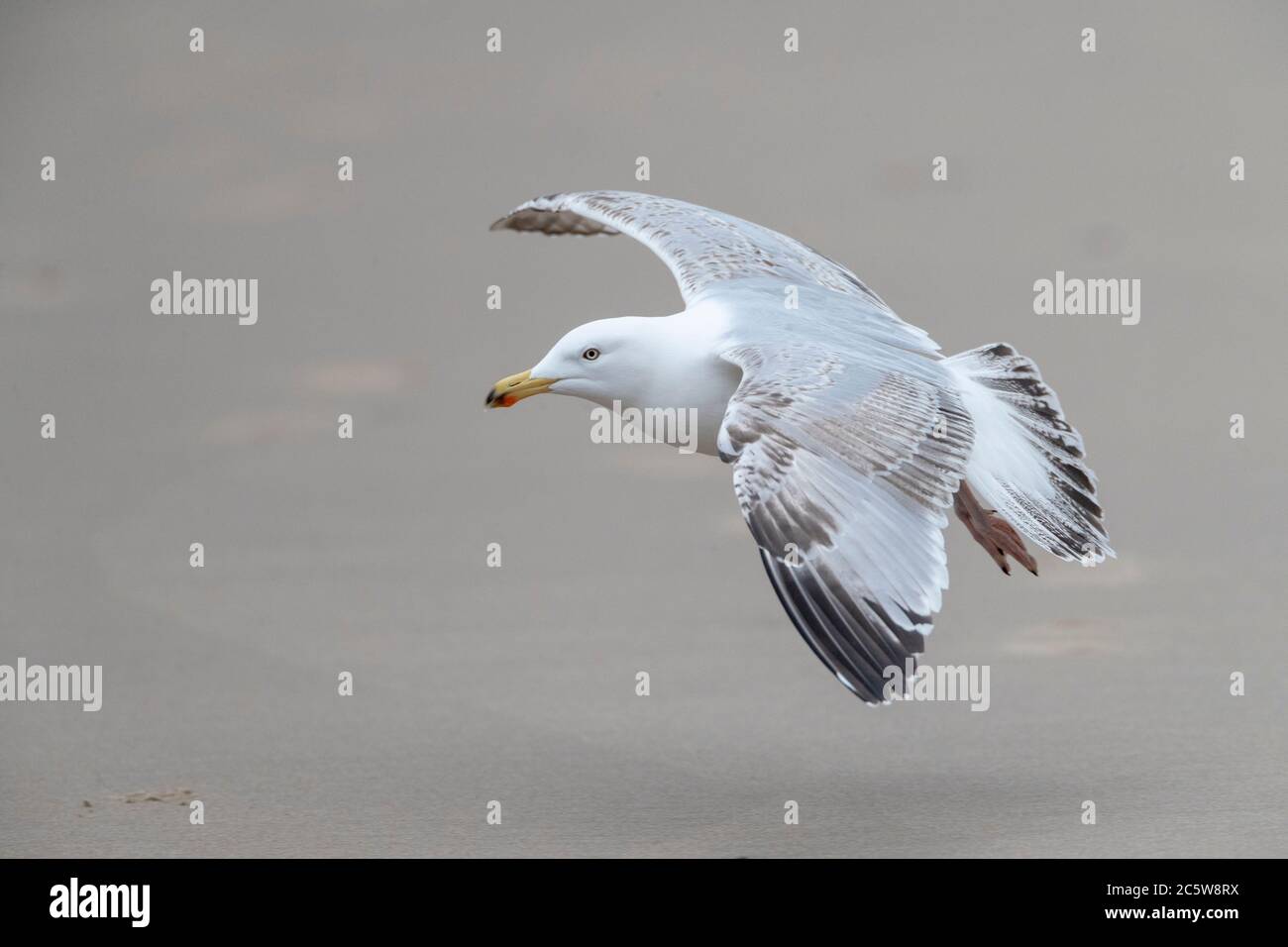 Quatrième année calendaire European Herring Gull (Larus argentatus) aux pays-Bas. Atterrissage sur la plage. Banque D'Images