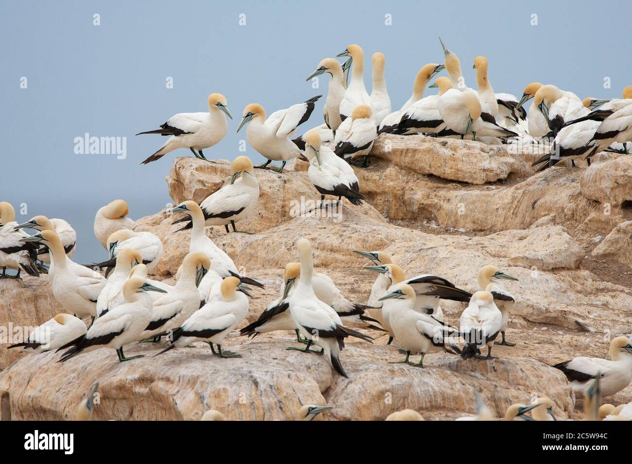 Groupe de Cap-Gannets (Morus capensis) reposant sur une immense roche dans la colonie de l'île Birds, dans la baie Lamberts, en Afrique du Sud. Banque D'Images