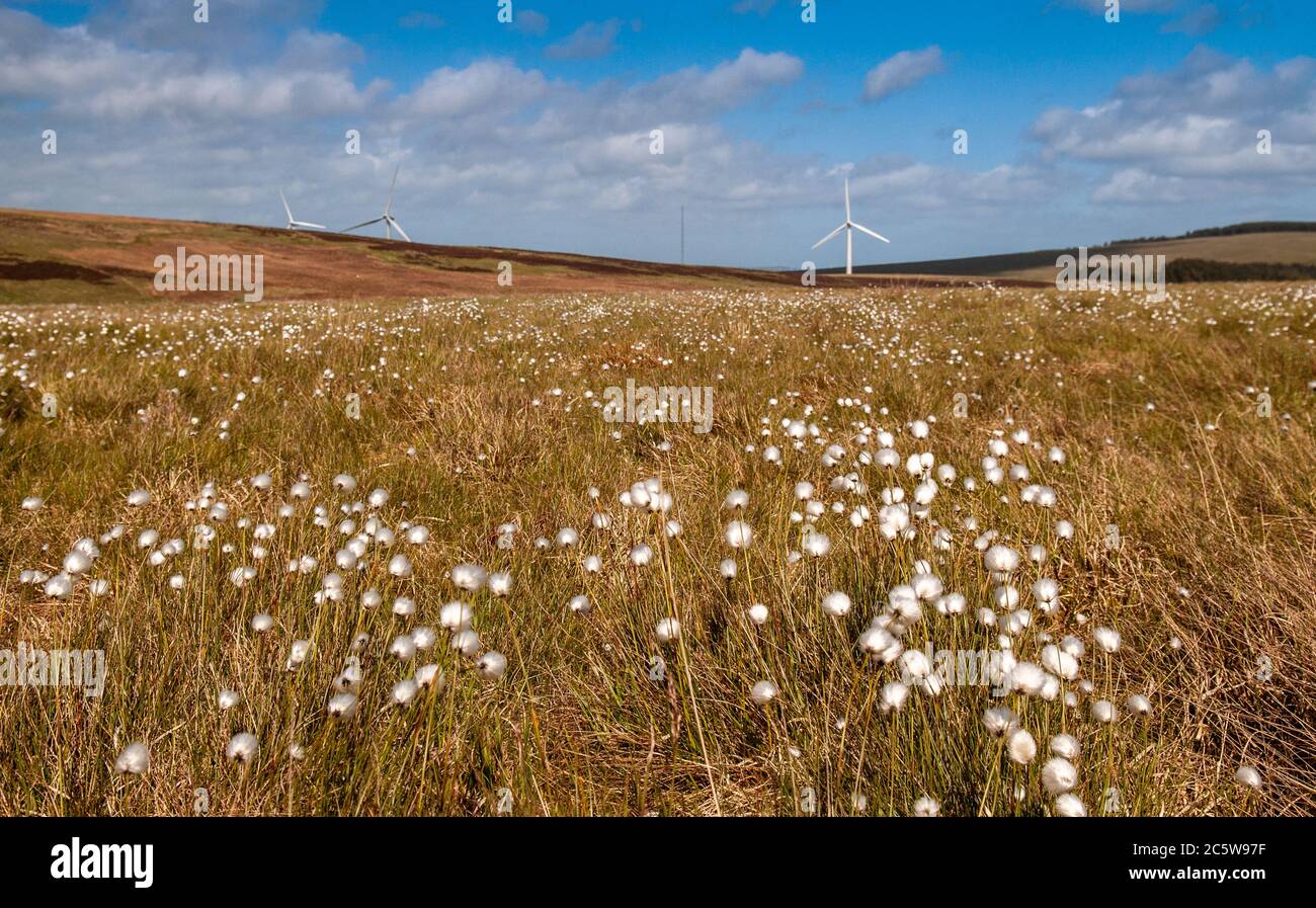 Le soleil d'été brille sur un pâturage de landes rempli de fleurs de coton dans les collines de Moorfoot, dans les terres australes d'Écosse. Banque D'Images