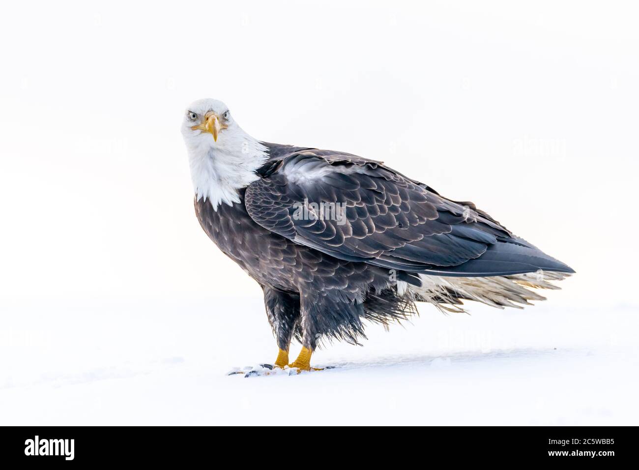 Aigle à tête blanche (Haliaetus leucocephalus) à Homer, en Alaska Banque D'Images