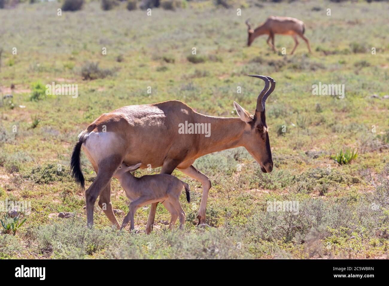 Hartebeest rouge (Alcelaphus buselaphus / caama), Parc national de l'éléphant d'Addo, Cap oriental, Afrique du Sud nouveau-né de veau suçant sur la mère Banque D'Images