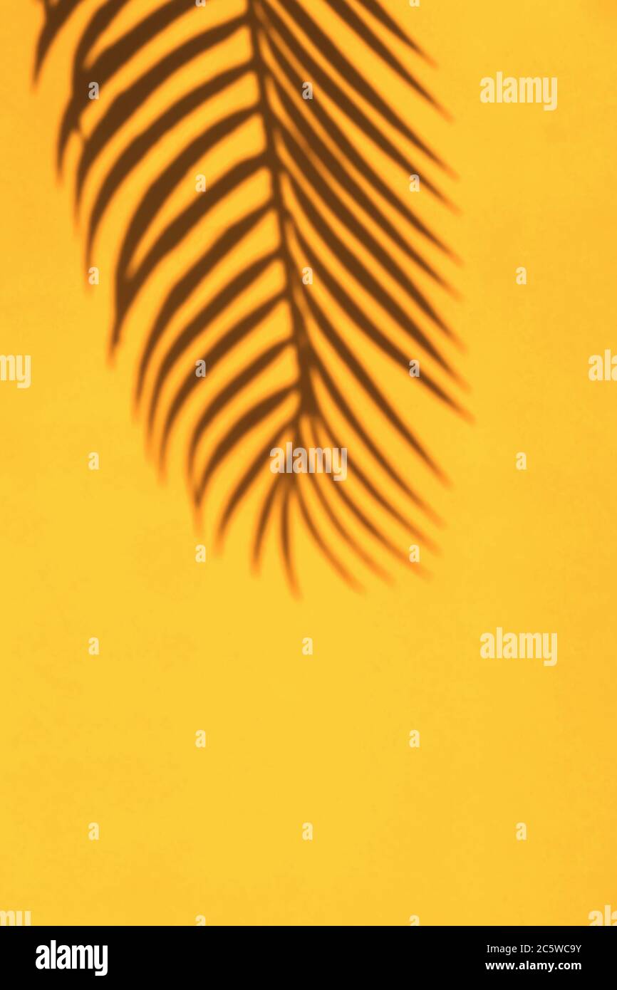 Tropic palm leaf ombre sur le mur jaune vif. Modèle Design with copy space Banque D'Images