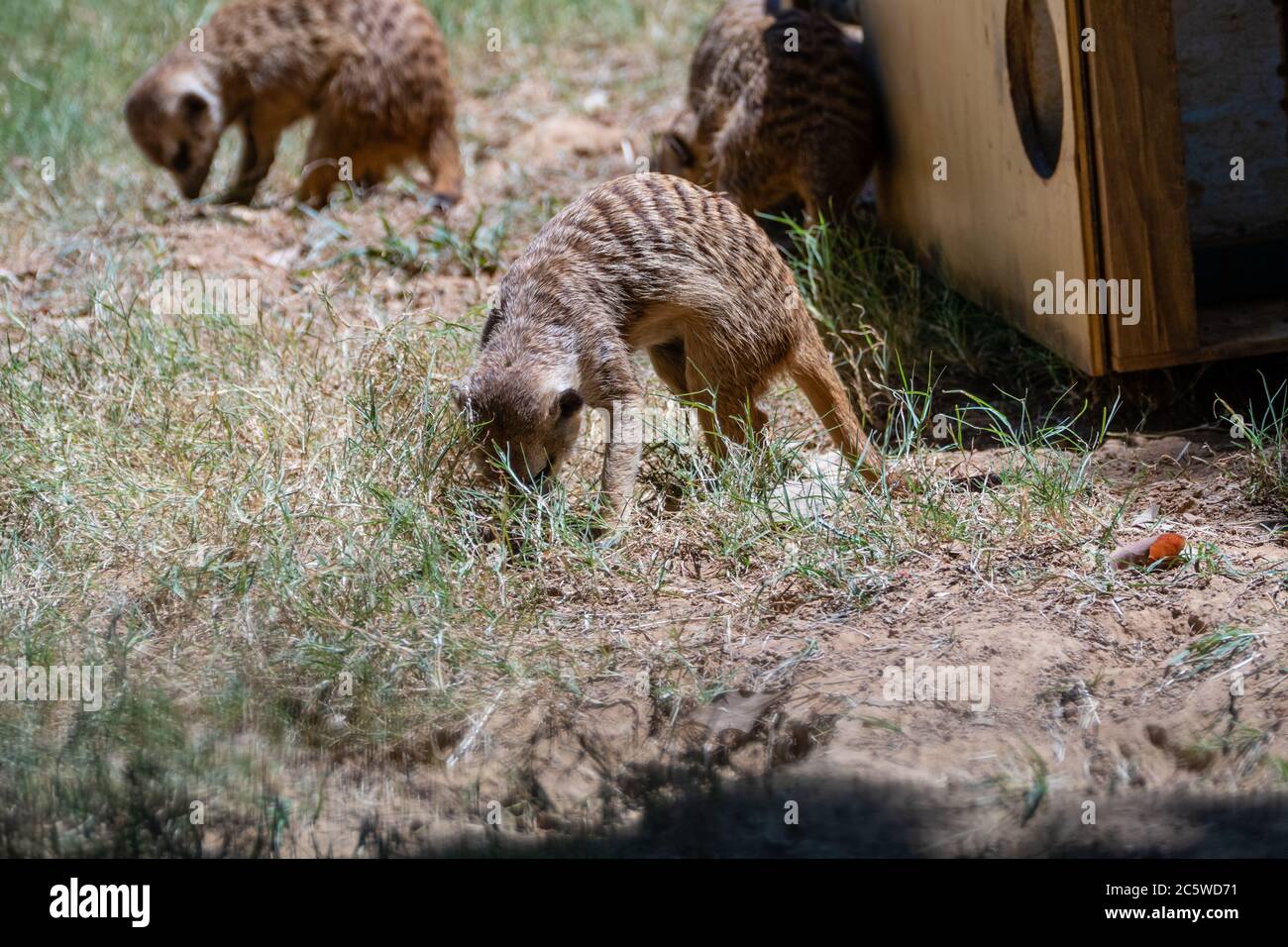 Famille de meerkats autour de la maison en bois Banque D'Images