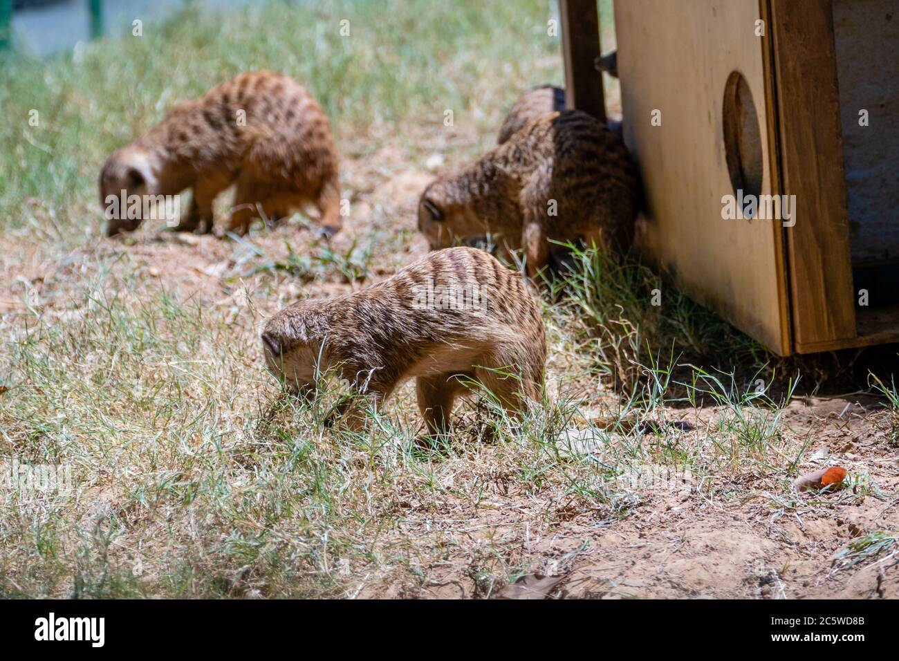 Famille de meerkats autour de la maison en bois Banque D'Images