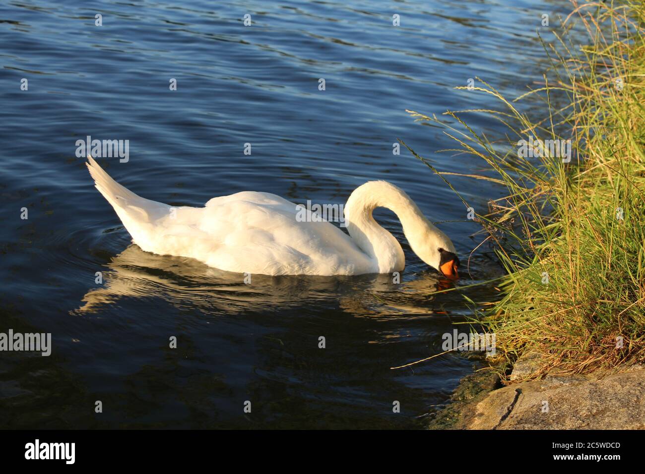 Un cygne muet au bord d'un lac près de Vokovice, Prague, République tchèque Banque D'Images