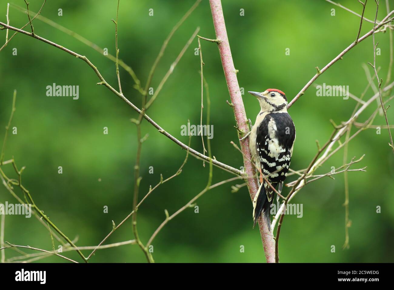 Pic petit tacheté juvénile (Dendrocopos Major) grimpant sur la souche d'arbre, montrant un plumage immature. Fond de forêt de chêne vert. Juin 2020 Banque D'Images