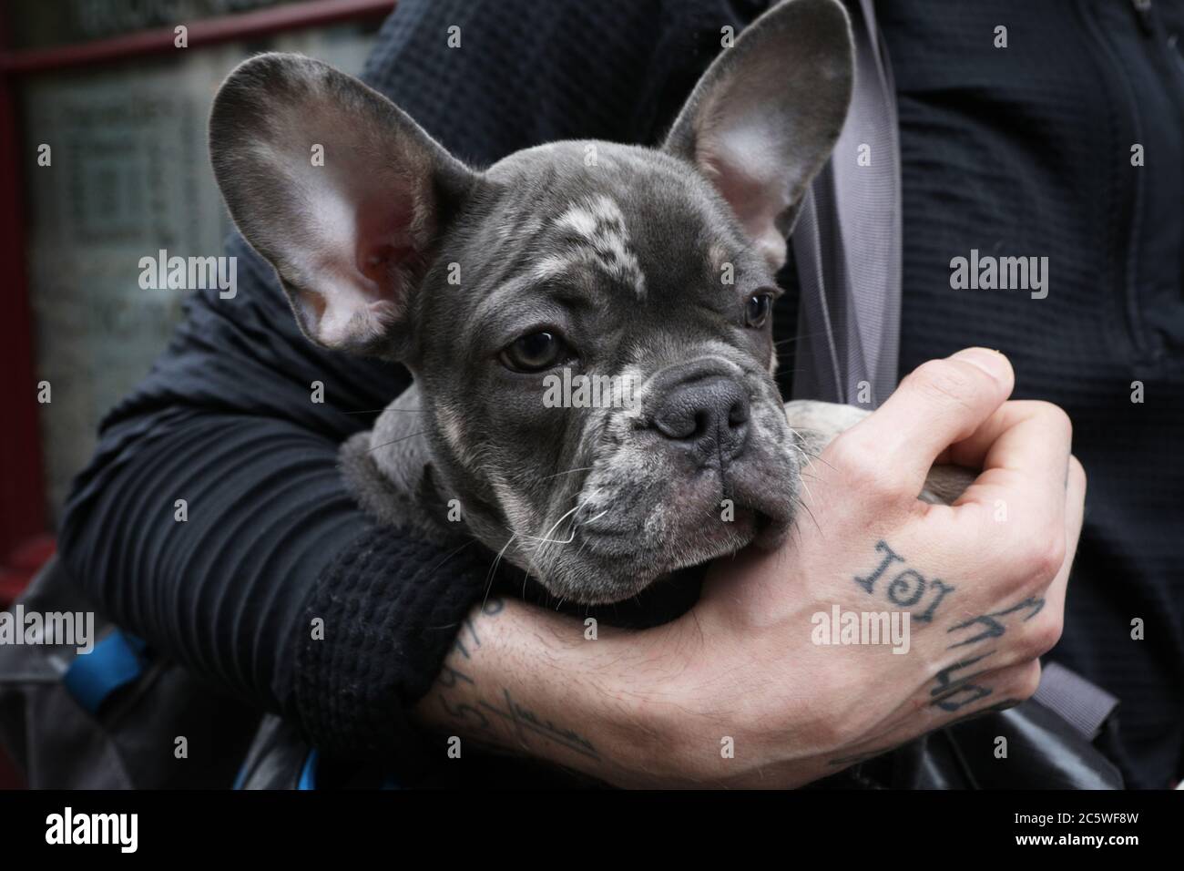 Le quartier nord de Manchester, qui compte de nombreux bars et restaurants ouverts pour la première fois depuis que les règles de confinement du coronavirus ont été assouplies. Manchester. L'acteur Joe Gilgun sur la rue Tib avec son chien de taureau français. Banque D'Images