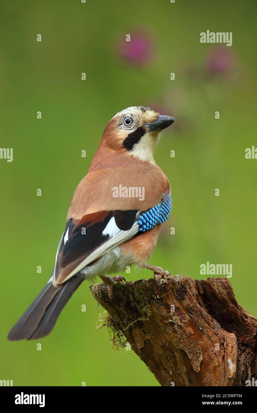 Portrait de l'oiseau de geai eurasien (Garrulus glandarius) perché dans la prairie d'été. Par Oak Woodland, Staffordshire, Royaume-Uni. Juin 2020. Banque D'Images
