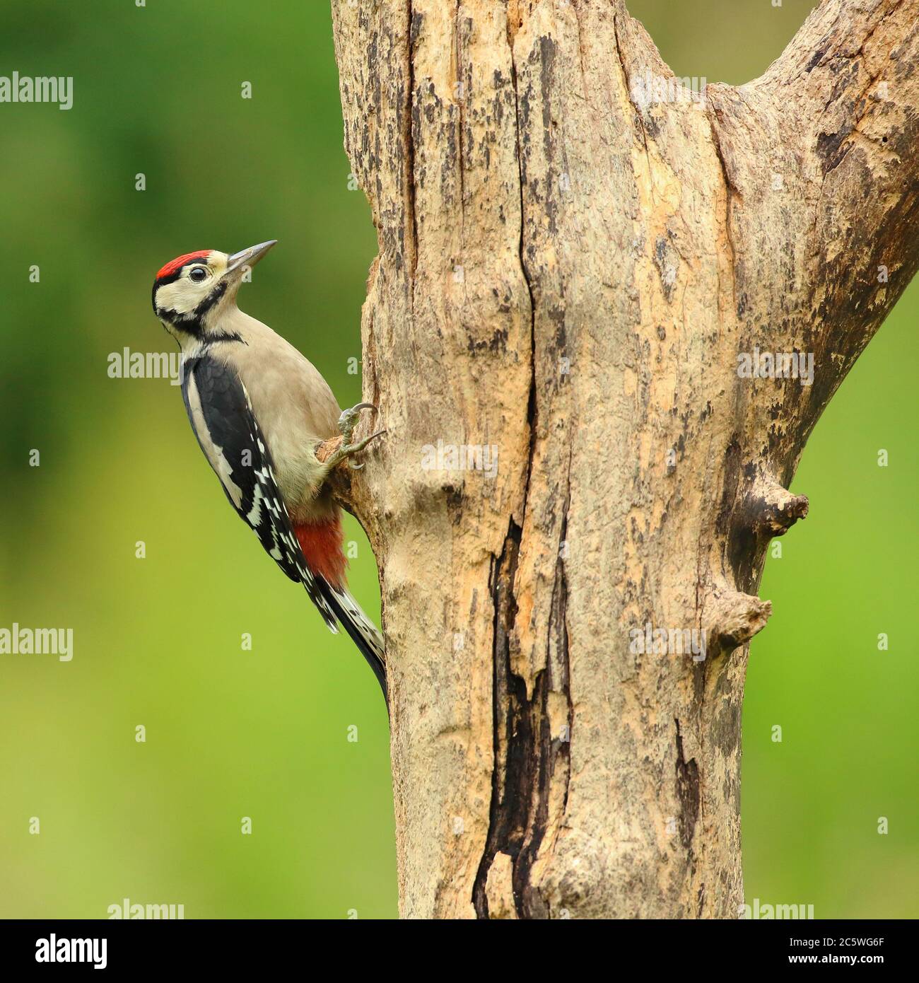 Pic petit tacheté juvénile (Dendrocopos Major) grimpant sur la souche d'arbre, montrant un plumage immature. Fond de forêt de chêne vert. Juin 2020 Banque D'Images