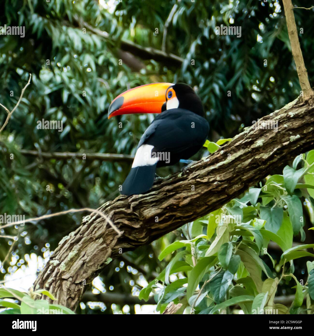 Toucan dans la forêt brésilienne. Photographié à Anchieta, dans l'État d'Espirito Santo, au Brésil. Banque D'Images