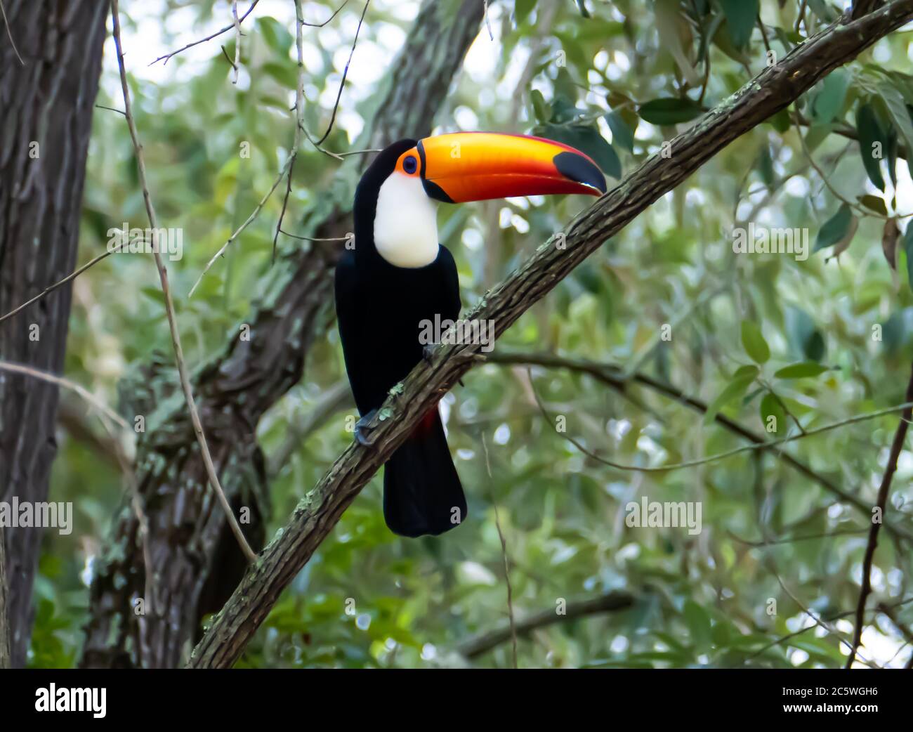 Toucan dans la forêt brésilienne. Photographié à Anchieta, dans l'État d'Espirito Santo, au Brésil. Banque D'Images