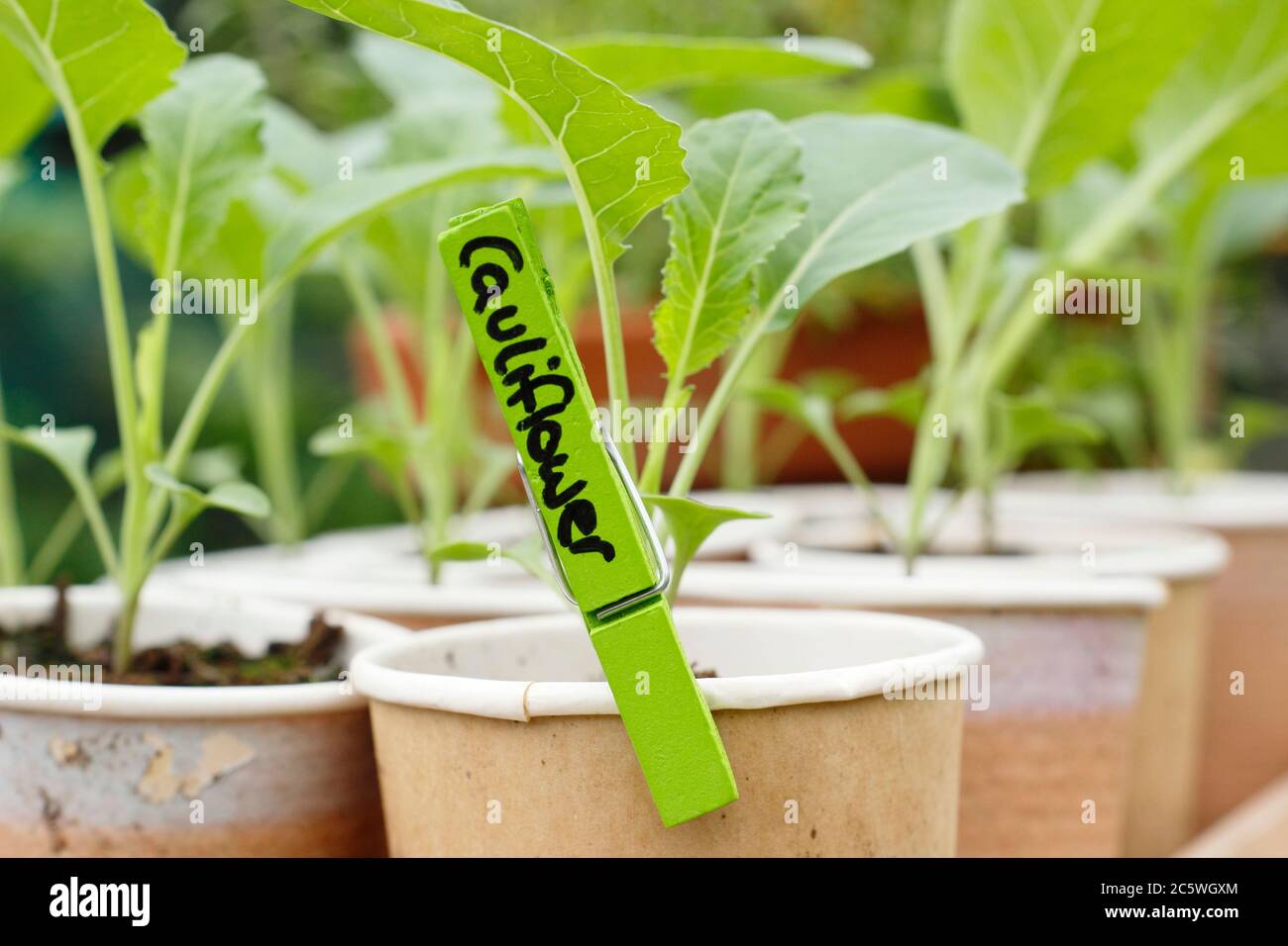 Brassica oleracea var. Botrytis. Plantules de chou-fleur 'Triomphant' dans des tasses compostables recyclées prêtes à planter. Banque D'Images