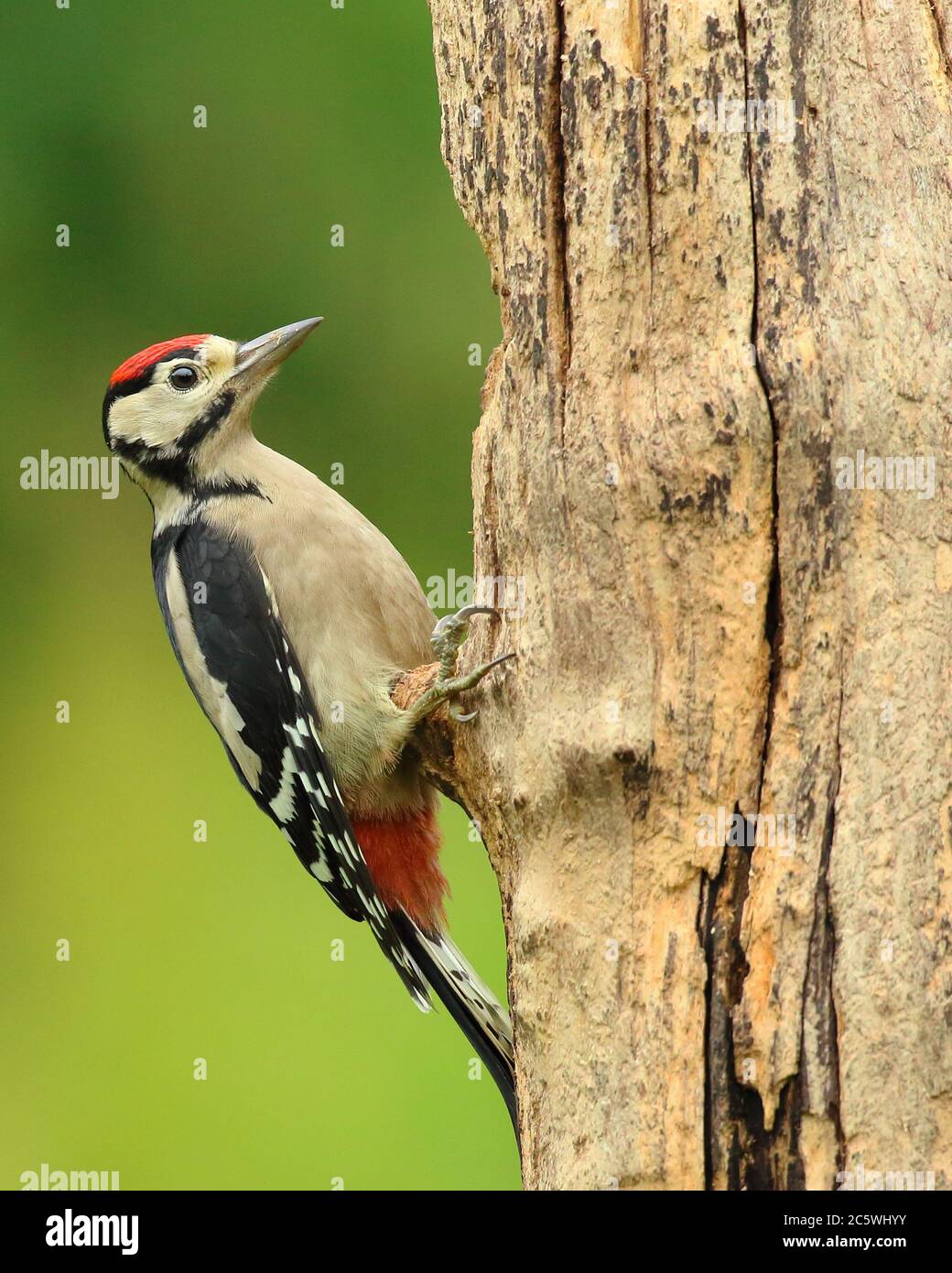 Pic petit tacheté juvénile (Dendrocopos Major) grimpant sur la souche d'arbre, montrant un plumage immature. Fond de forêt de chêne vert. Juin 2020 Banque D'Images