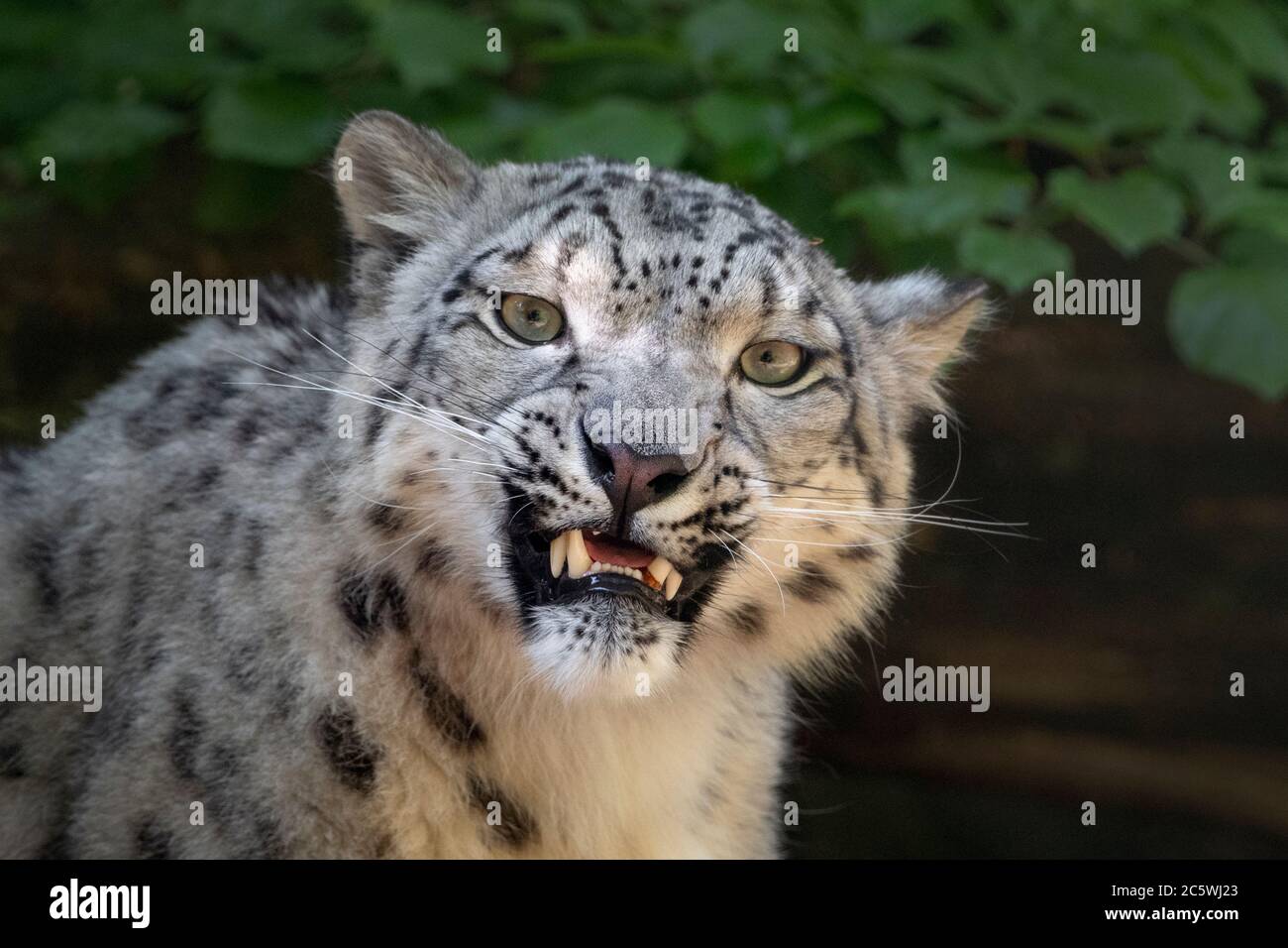 Jeune femelle snow leopard Banque D'Images