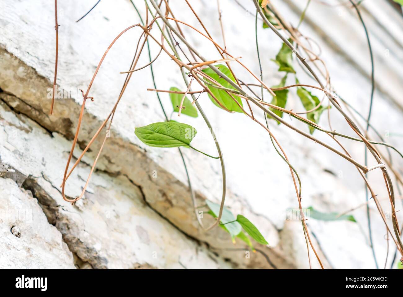Mur de béton abîmé avec des Vines séchées aux feuilles vertes Banque D'Images