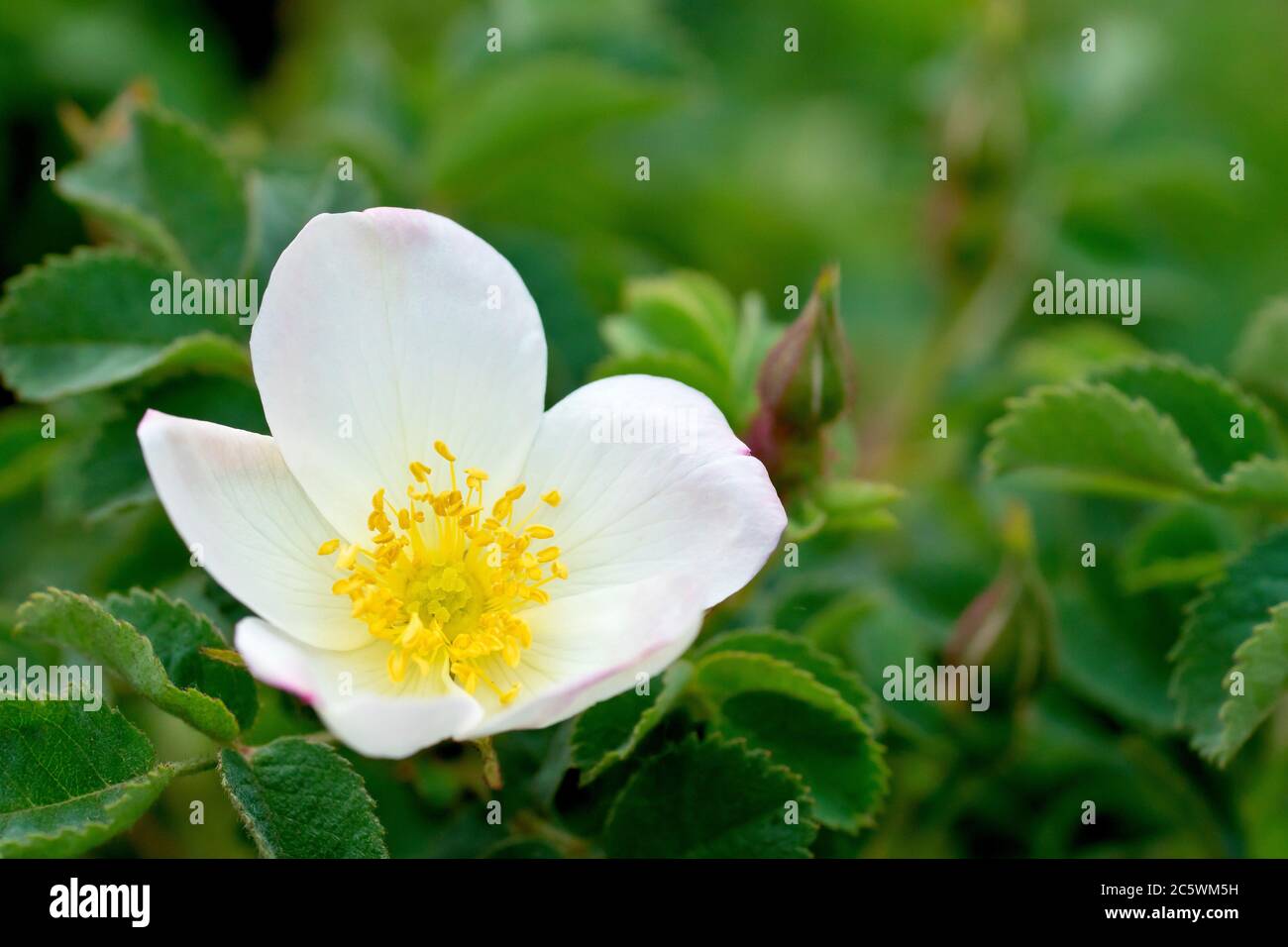 Rose sauvage, probablement Rose de chien (rosa canina), gros plan d'une fleur simple avec des bourgeons, isolée du fond par une faible profondeur de champ. Banque D'Images