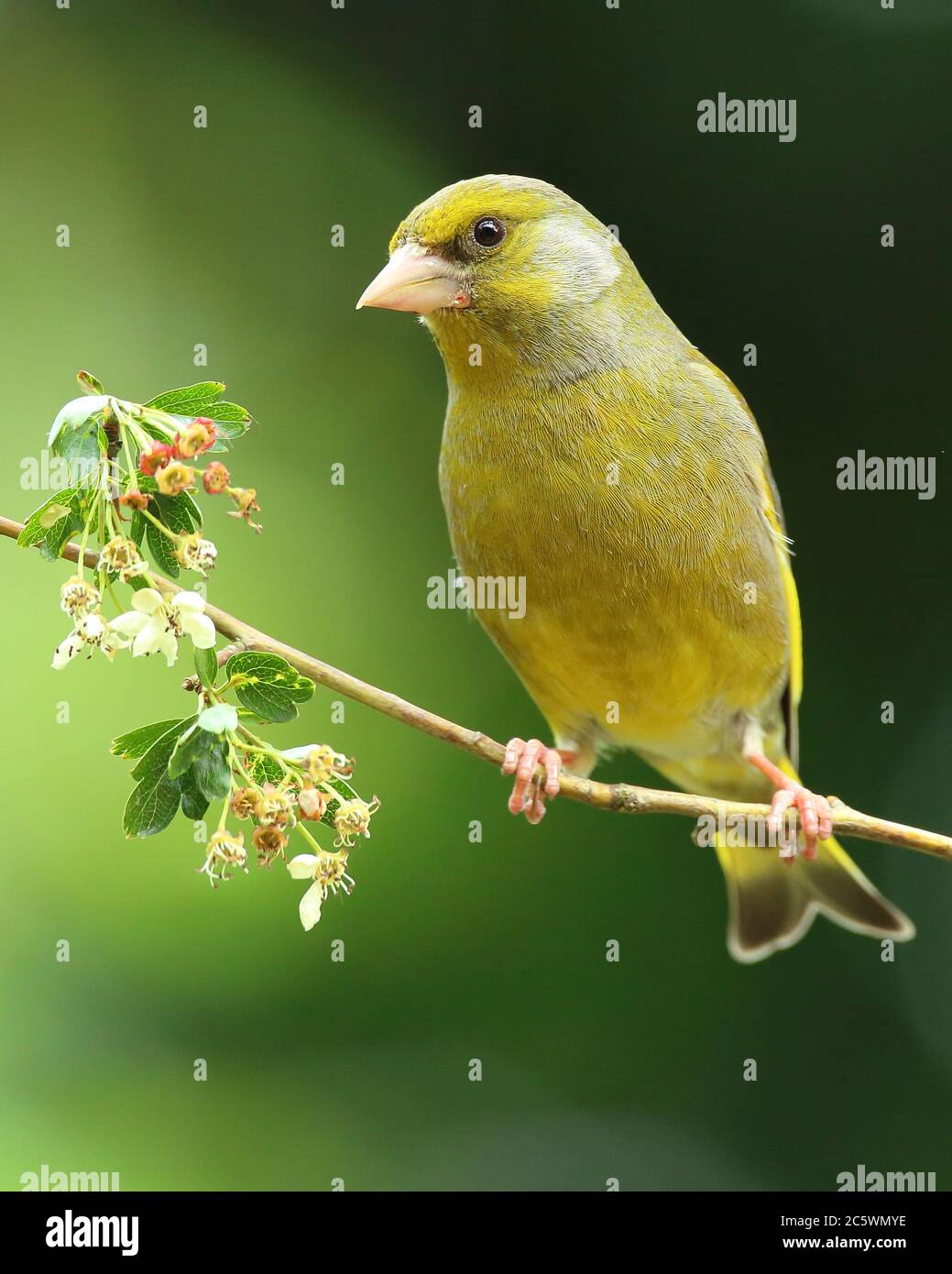 Groenfinch européen (Chloris Chloris), homme adulte perché sur la fleur de printemps. Derbyshire, Royaume-Uni 2020 Banque D'Images