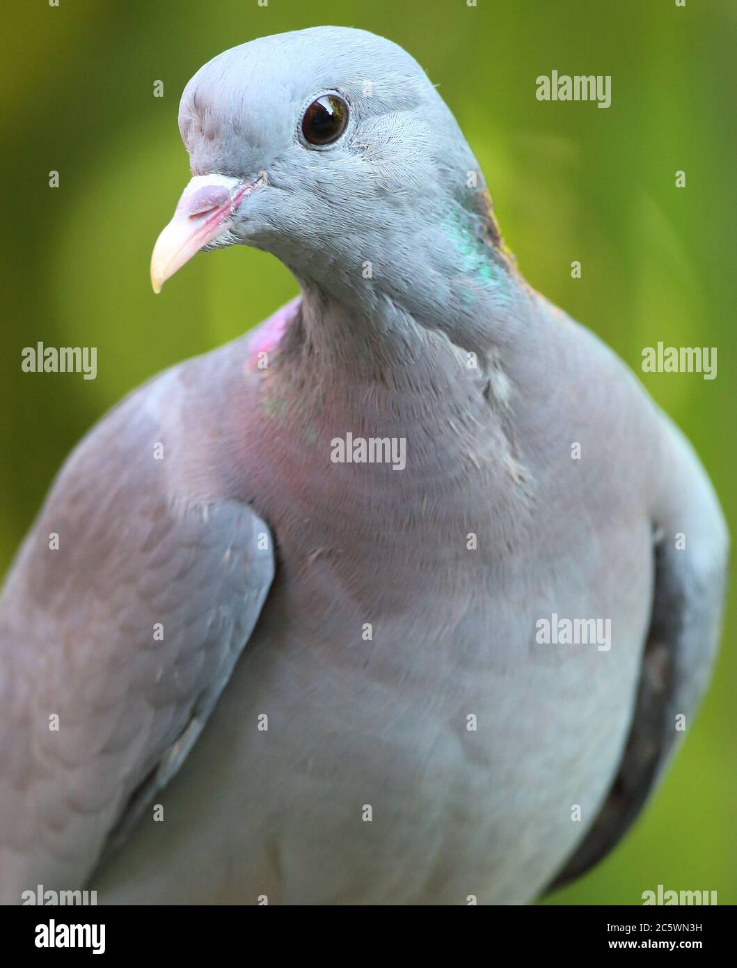 Gros plan sur le Dove de stock adulte (Columba oenas), montrant le plumage de la tête et du cou, fond vert. Derbyshire, Royaume-Uni 2020 Banque D'Images