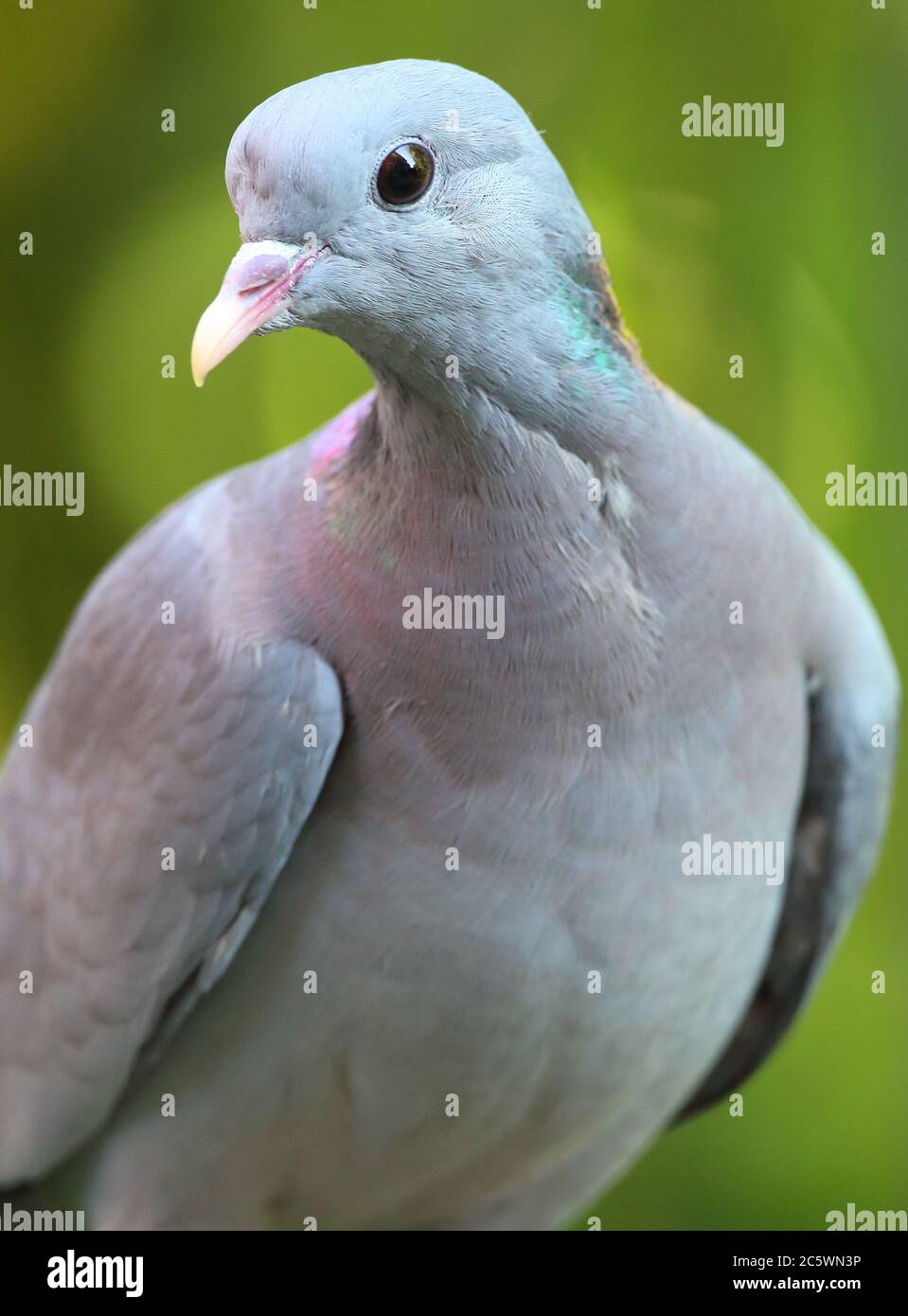 Gros plan sur le Dove de stock adulte (Columba oenas), montrant le plumage de la tête et du cou, fond vert. Derbyshire, Royaume-Uni 2020 Banque D'Images