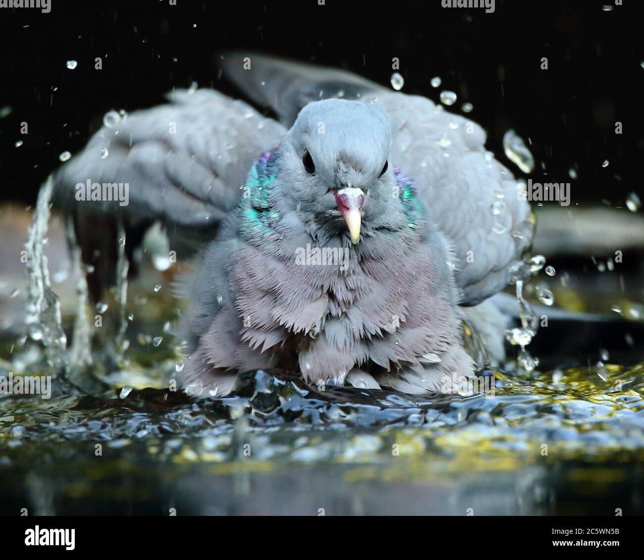 Stock Dove (Columba oenas), lavage / baignade pour adultes dans la piscine, éclaboussures de gouttelettes d'eau. Arrière-plan sombre et sous-exposé. Derbyshire, Royaume-Uni 2020 Banque D'Images