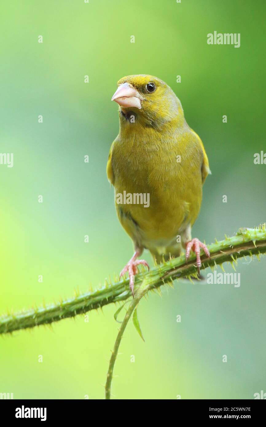 Groenfinch européen (Chloris Chloris), homme adulte perché sur une promontoire. Derbyshire, Royaume-Uni 2020 Banque D'Images