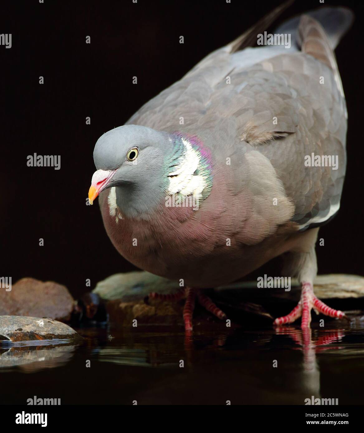 Pigeon de bois commun (Columba palumbus), fond sombre sous-exposé de 'touche basse'. Derbyshire, Royaume-Uni 2020 Banque D'Images