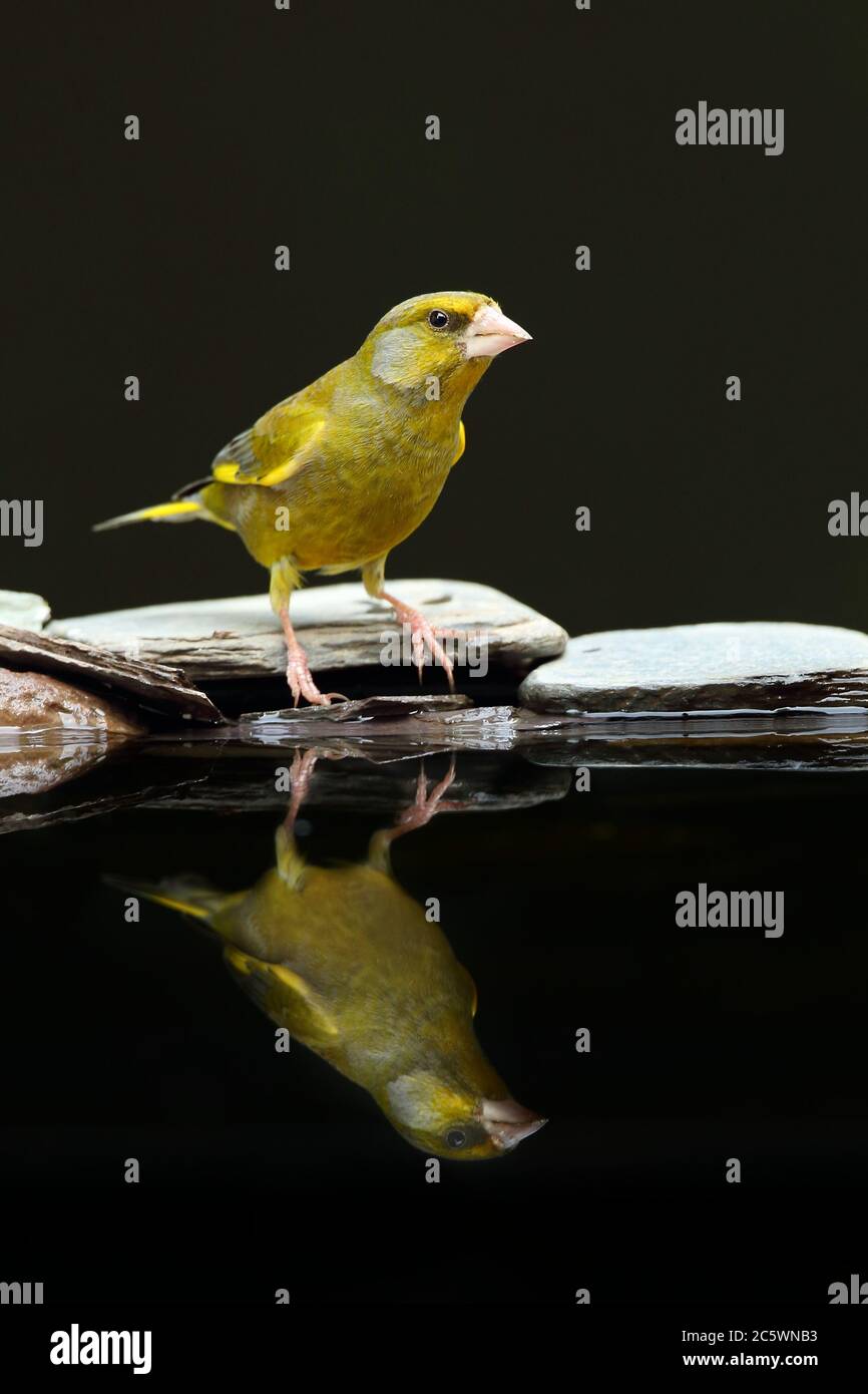 European Greenfinch (Chloris Chloris), réflexion masculine adulte à la piscine. Derbyshire, Royaume-Uni 2020 Banque D'Images