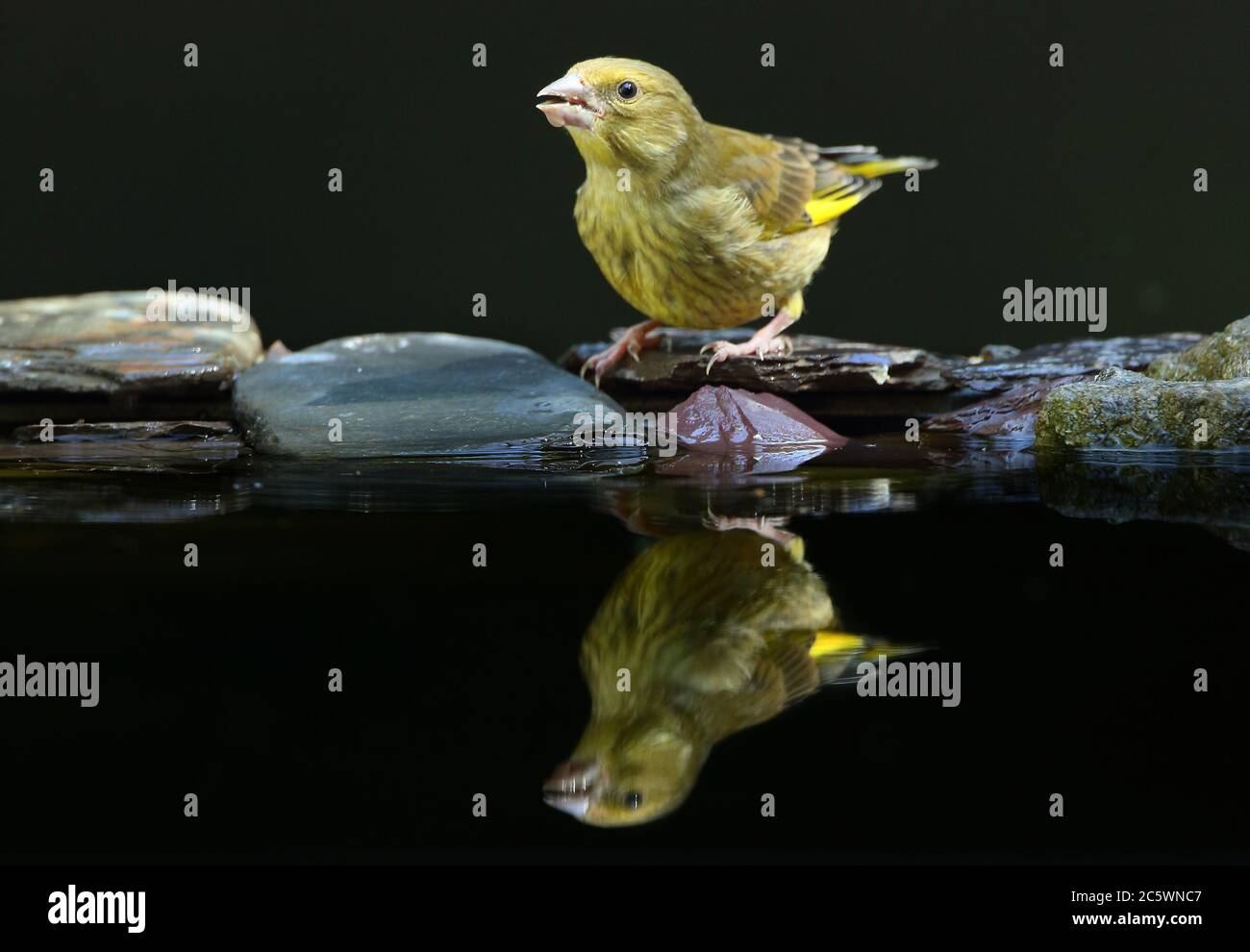 Groenfinch européen juvénile (Chloris Chloris), réflexion à la piscine, montrant un plumage strié. Derbyshire, Royaume-Uni 2020 Banque D'Images