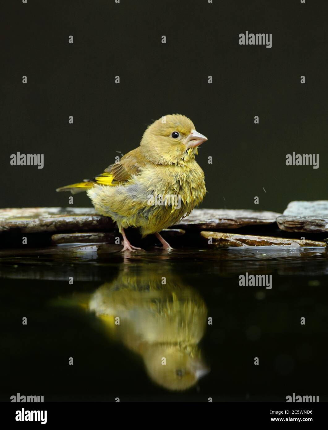 Groenfinch européen juvénile (Chloris Chloris), réflexion à la piscine, montrant un plumage strié. Derbyshire, Royaume-Uni 2020 Banque D'Images