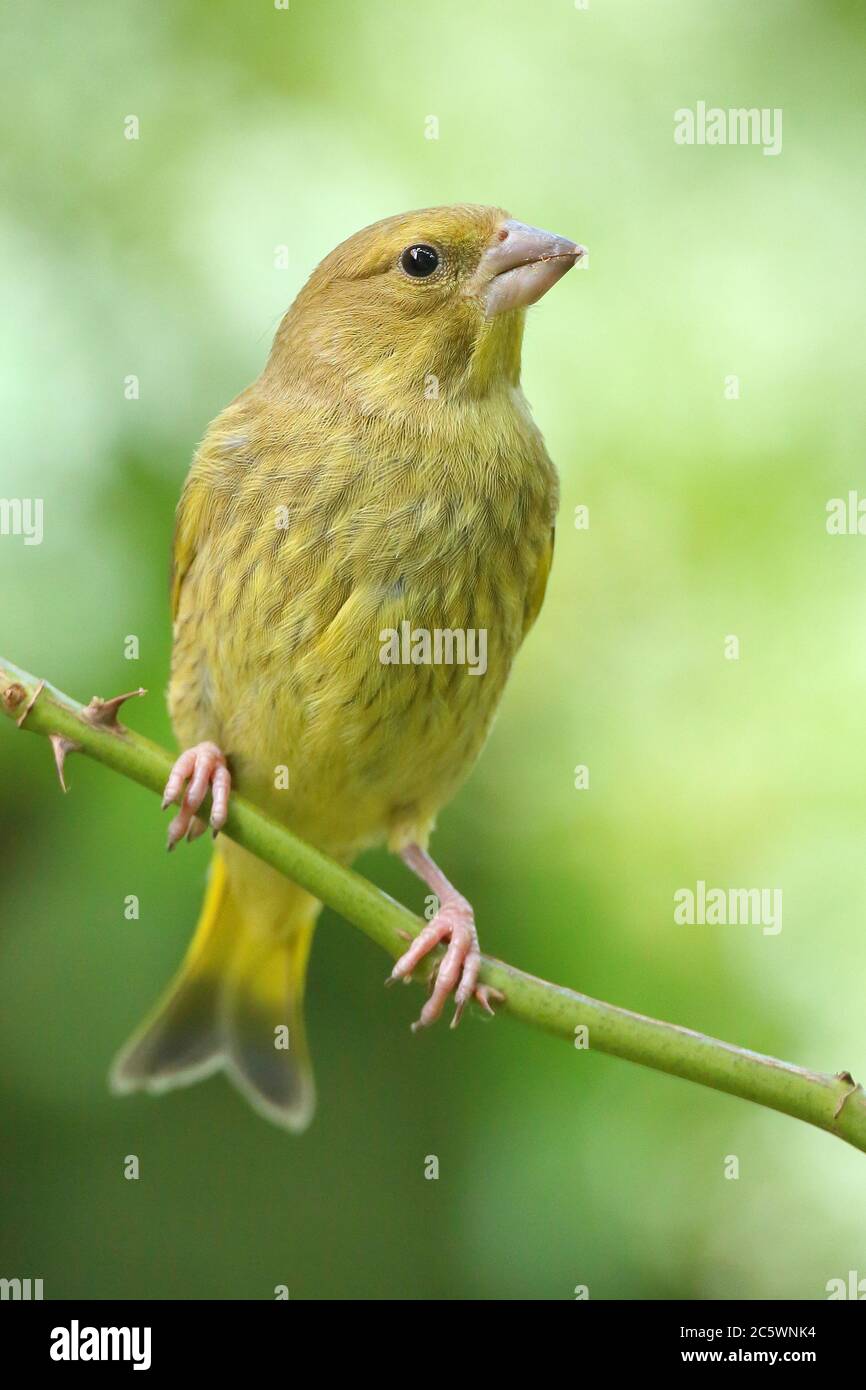 Jeune groenfinque européenne (Chloris Chloris) perchée sur la branche, devant la fleur de printemps. Derbyshire, Royaume-Uni 2020 Banque D'Images