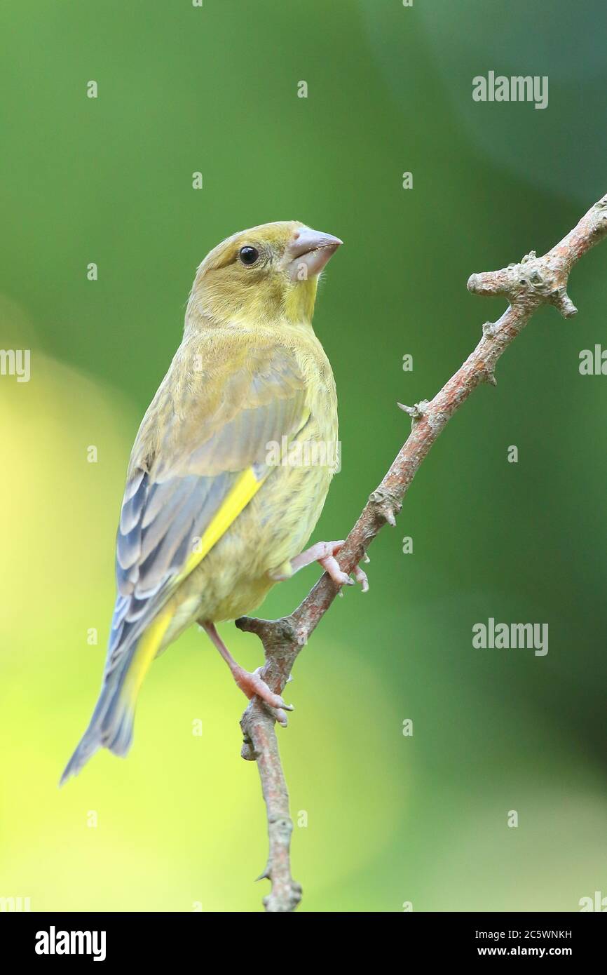 Jeune groenfinque européenne (Chloris Chloris) perchée sur la branche. Derbyshire, Royaume-Uni 2020 Banque D'Images