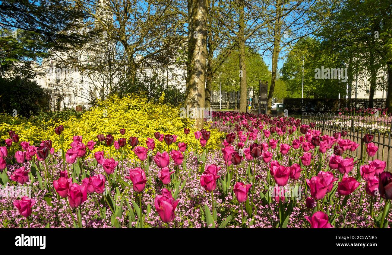 Cardiff, pays de Galles - Mai 2018 : tulipes colorées dans un lit de fleurs dans un parc du centre civique de Cardiff Banque D'Images