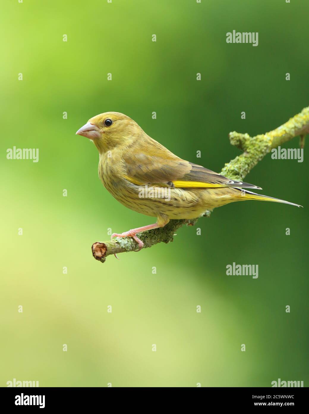 Jeune groenfinque européenne (Chloris Chloris) perchée sur la branche. Derbyshire, Royaume-Uni 2020 Banque D'Images