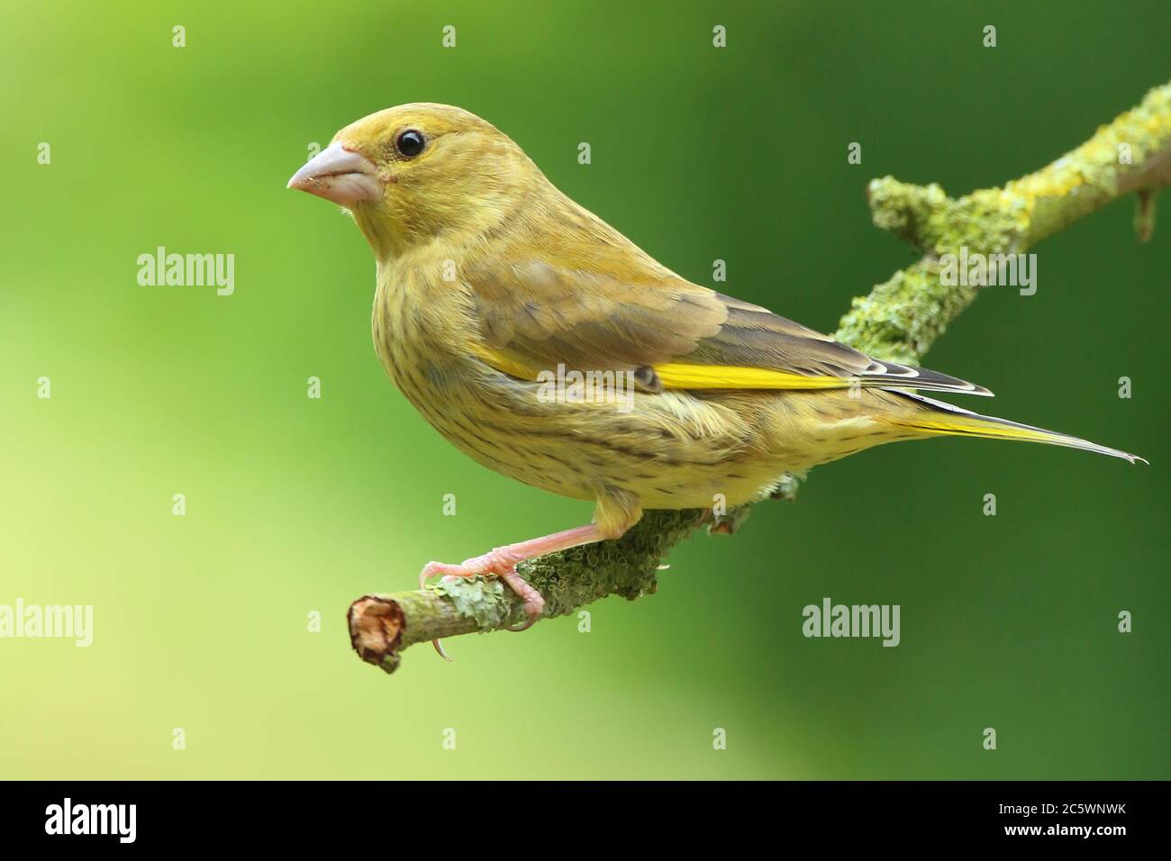 Jeune groenfinque européenne (Chloris Chloris) perchée sur la branche. Derbyshire, Royaume-Uni 2020 Banque D'Images