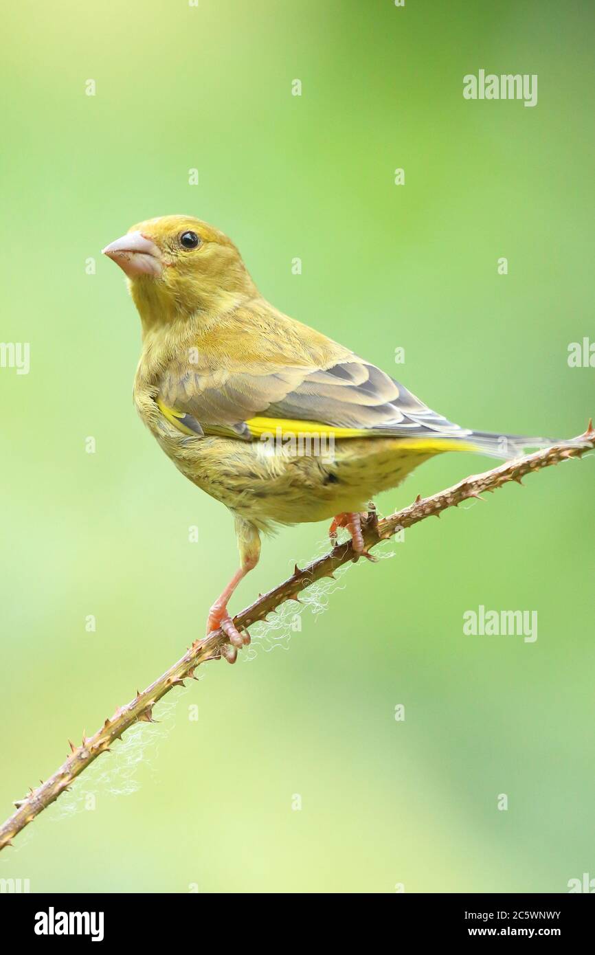 Jeune groenfinque européenne (Chloris Chloris) perchée sur la branche. Derbyshire, Royaume-Uni 2020 Banque D'Images