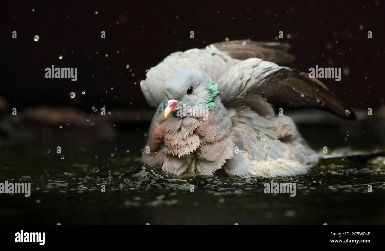 Stock Dove (Columba oenas), lavage / baignade pour adultes dans la piscine, éclaboussures de gouttelettes d'eau. Arrière-plan sombre et sous-exposé. Derbyshire, Royaume-Uni 2020 Banque D'Images