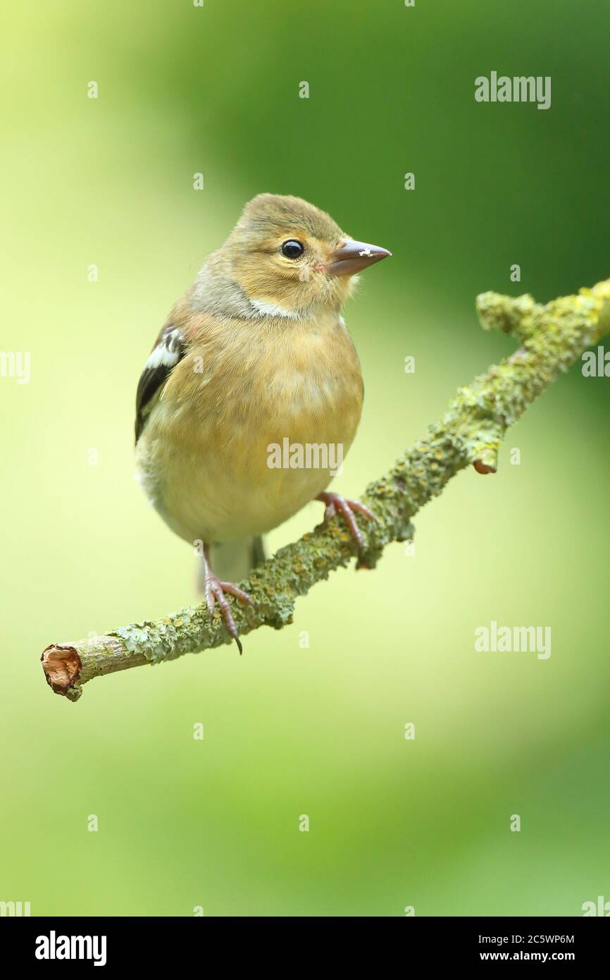 Chaffinch femelle (Fringilla coelebs), perchée sur la branche. Derbyshire, Royaume-Uni 2020 Banque D'Images