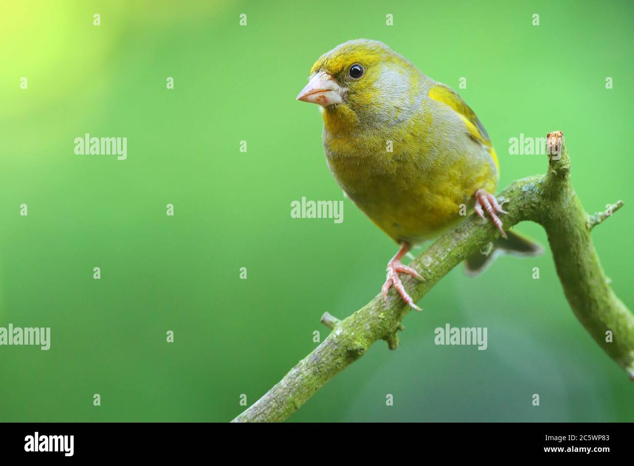 Groenfinch européen (Chloris Chloris), homme adulte perché. Derbyshire, Royaume-Uni 2020 Banque D'Images