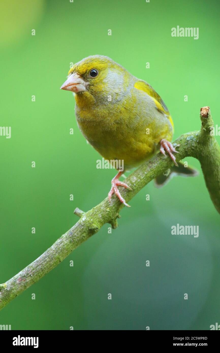 Groenfinch européen (Chloris Chloris), homme adulte perché. Derbyshire, Royaume-Uni 2020 Banque D'Images