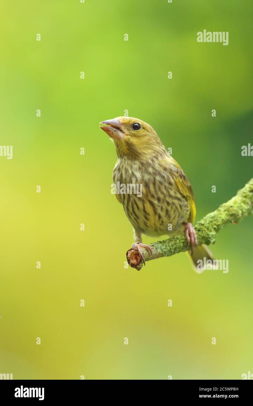 Jeune groenfinque européenne (Chloris Chloris) perchée sur la branche. Derbyshire, Royaume-Uni 2020 Banque D'Images