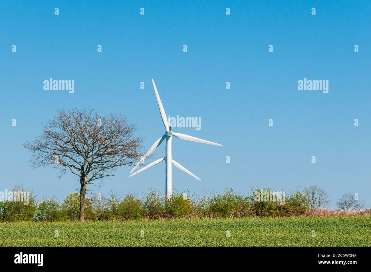 Windkraftanlagen auf einem Feld dans le Schleswig-Holstein Banque D'Images