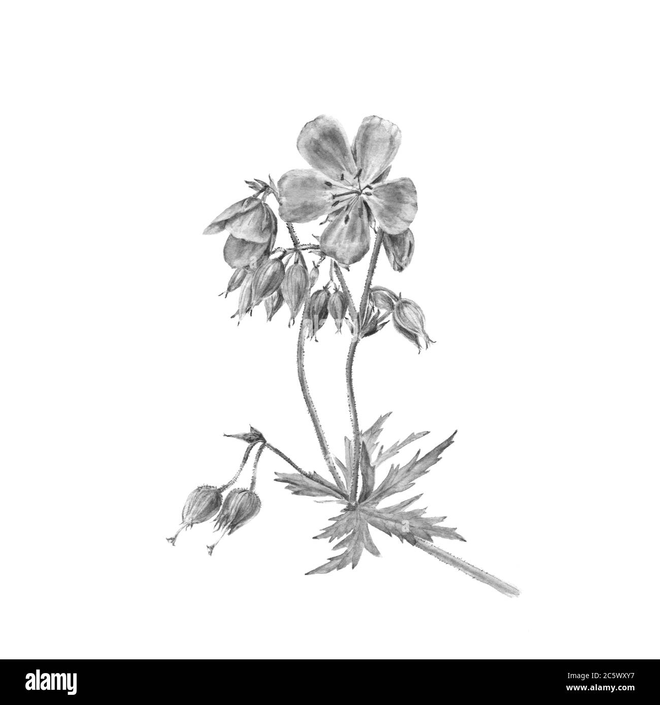 Aquarelle botanique noire et blanche illustration du géranium de la forêt florale, fleur violette isolée sur fond blanc. Peut être utilisé comme décoration f Banque D'Images