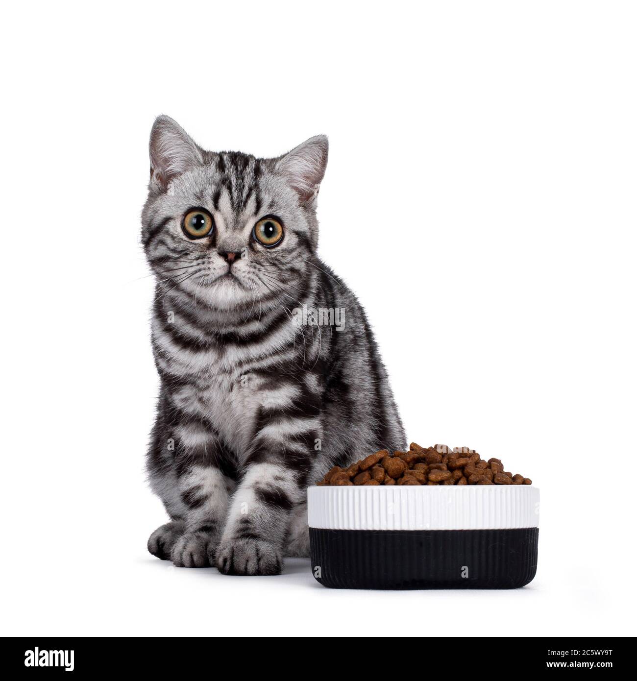 Mignon petit tabby argent Britannique Shorthair chat, assis à côté de la nourriture bol rempli de croquettes de nourriture sèche. Regarder la caméra. Isolé sur fond blanc Banque D'Images