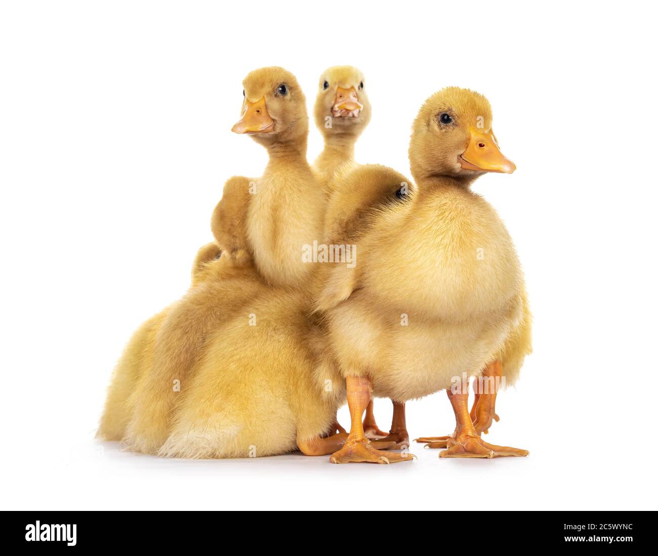 Groupe de poussins de canard de Pékin vieux de dix jours, debout ensemble. En regardant vers l'appareil photo. Isolé sur fond blanc. Banque D'Images