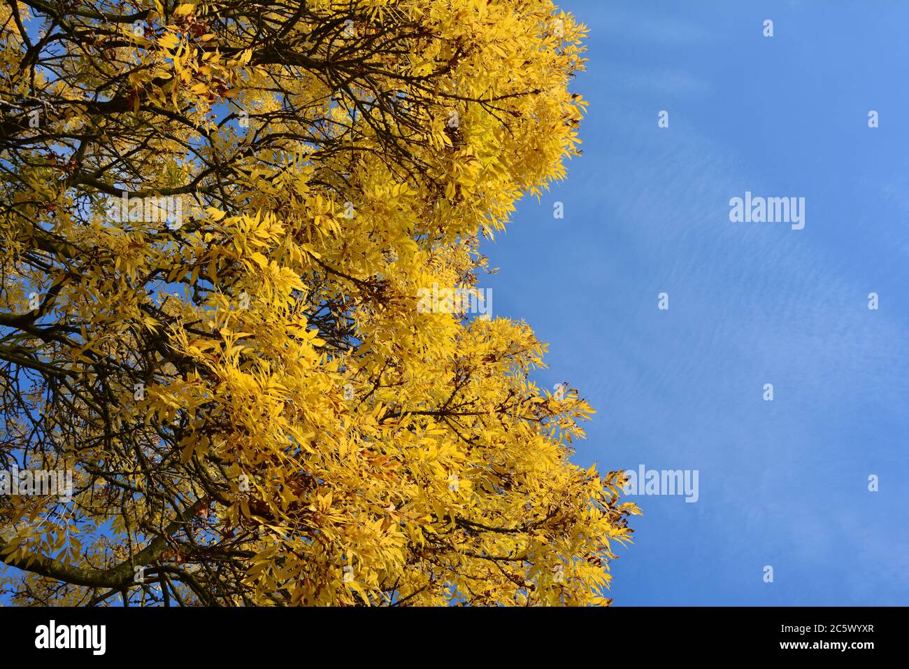 Arbre d'automne avec feuilles jaunes à Hampstead Heath Banque D'Images